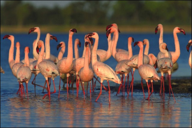 The Subtropical Africa Tour